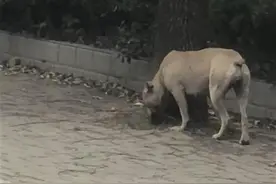 恶犬频频伤人，忠犬勇救主人！黄石警方全城追捕伤人比特犬图片