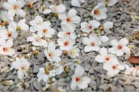 厦门天竺山4万株油桐等你来赏花图片
