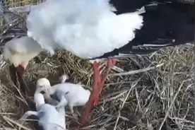 关注东方白鹳育雏：鸟爸鸟妈喂娃筑巢各显身手视频封面