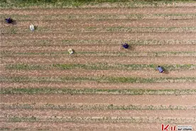河北广宗：种植芦笋带动农民致富增收图片