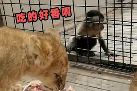 动物园狮子加肉，隔壁猴子馋哭了，最后上演“狮口夺食”图片