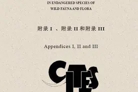 一周法眼｜“危险”的文玩：男子出售抹香鲸牙制品获刑，律师：购买也违法图片