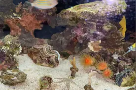 浦东公安查获濒危“贝王”砗磲，交由上海海洋水族馆悉心照顾……图片