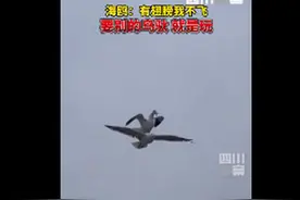 海鸥压在同伴身上搭“顺风车”，画面曝光，网友直呼：好身法图片