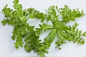 春天用这种菜做的汤，是“火旺”孩子的专属菜肴图片