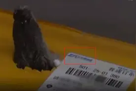 网购小鱼变鳄鱼？中通快递：活体均不允许快递，若查实会处罚图片