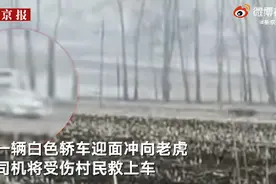 救下被老虎扑倒女子司机回忆经过：直接开车撵老虎，伤者没看到老虎图片