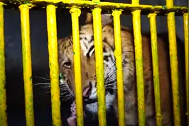 世界唯一虎狮虎兽满周岁，体重超百斤更像老虎视频封面