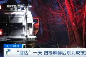 东北虎进村伤人：它可能来自俄罗斯？为啥扑人后没吃？遇到猛兽该怎么逃生图片
