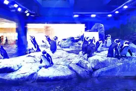 今天是世界企鹅日 让我们和企鹅一起摇摆吧图片