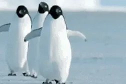 世界企鹅日 | 你了解它们吗?图片