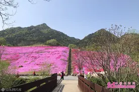 给您想的浪漫 自然露营之昆嵛山篇·花开露营节正式开营图片