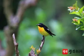 南京紫金山飞来罕见白眉姬鹟，鸭蛋黄成为爱鸟周网红鸟图片