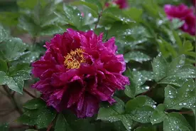 46秒丨东营垦利：春雨如酒柳如烟 雨中牡丹最娇艳图片