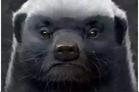 新一季《越狱》——平头哥越狱记图片