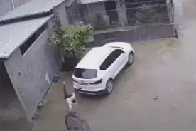 福建一小孩掰牛角被顶飞，钻入车底躲过一劫图片