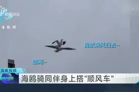 海鸥骑同伴身上搭“顺风车”视频封面