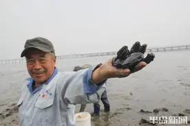 青岛：欢乐海滩挖“老蚶”图片