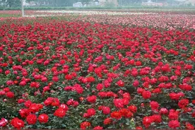 首届美丽卧龙文化旅游节游玩攻略·石桥镇图片