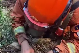 凉山救火间隙，消防员趴在地上挖折耳根，看他的笑容忍不住泪目图片