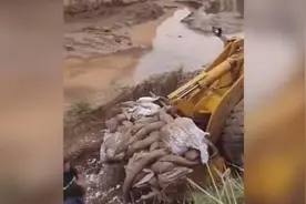 延长油田一输油管线破裂，200公斤原油顺河流经数十公里视频封面