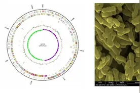 中国第一株！锦旗生物MP108获批可食用婴幼儿菌株图片