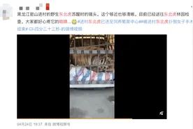 “进村东北虎”眼睛被打伤？网友吵翻！最新消息传来...图片