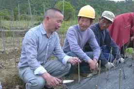 苗木嫁接技术 促进山核桃稳增稳产图片