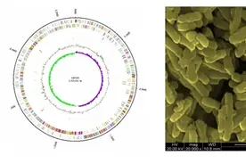 澳优旗下益生菌业务主力军锦旗生物MP108获批，发力大健康产业图片