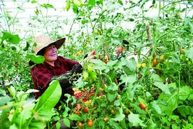 乡村振兴：农业更强、农村更美、农民更富图片
