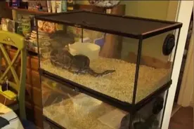 北京一男子家中养了22条蛇，已被警方刑拘图片