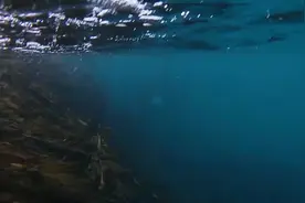 一生难忘的经历！男子在新西兰海域潜水发现两只虎鲸凝视着自己图片