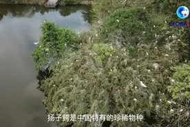 全球连线｜两亿年前的“活化石”如今咋样？来安徽探访“国宝”扬子鳄图片