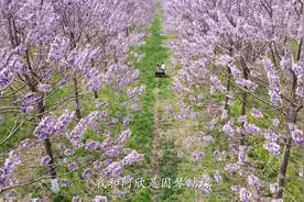 泡桐花开 琴筝和鸣视频封面