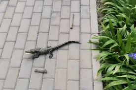 北京一小区惊现半米多长鳄鱼！路人吓得不轻，结果竟是国家一级保护动物图片