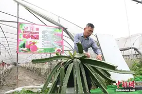 六旬台商成都种热带水果：推广技术共同致富才是“结果”图片