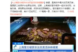 上海警方破获非法买卖活体砗磲案 抓获6名犯罪嫌疑人图片