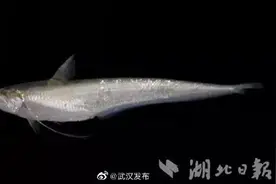 长江刀鱼首次在湖北人工养殖成功图片