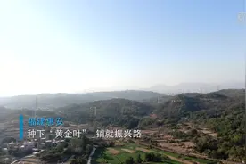 福建惠安：种下“黄金叶” 铺就振兴路视频封面