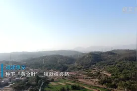 福建惠安：种下“黄金叶” 铺就振兴路视频封面