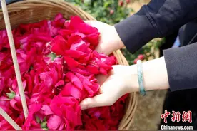 万亩食用玫瑰进入盛花期 云南安宁开启烂漫芬芳之旅图片