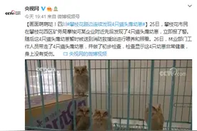 画面萌萌哒！四川攀枝花路边连续发现4只猫头鹰幼崽图片