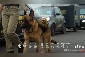 紧急搜寻！曾拯救过8个人的成都救援犬“西西”失踪，引发数百万网友关注图片