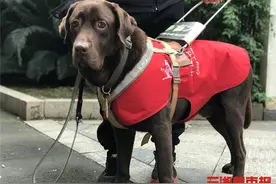 “你是我的眼”！长沙唯一一只导盲犬能听懂300多句指令，带主人去了多个城市图片