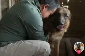 失踪的成都网红救援犬“西西”终于找到了！被栓在猪圈里图片
