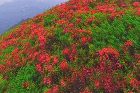 惊艳！淳安这片杜鹃花海美爆了，你去看了吗？图片
