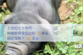 我们餐桌上多为“外来猪”？！本土“二师兄”去哪了？图片