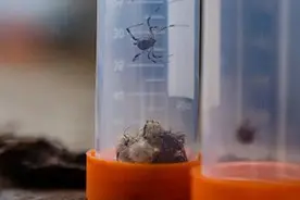 毛骨悚然！南通海关截获剧毒寡妇蛛及大量新鲜卵囊，网友：居心叵测图片
