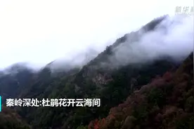 秦岭深处：杜鹃花开云海间视频封面