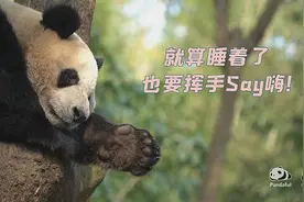 熊猫花式睡姿大赏视频封面